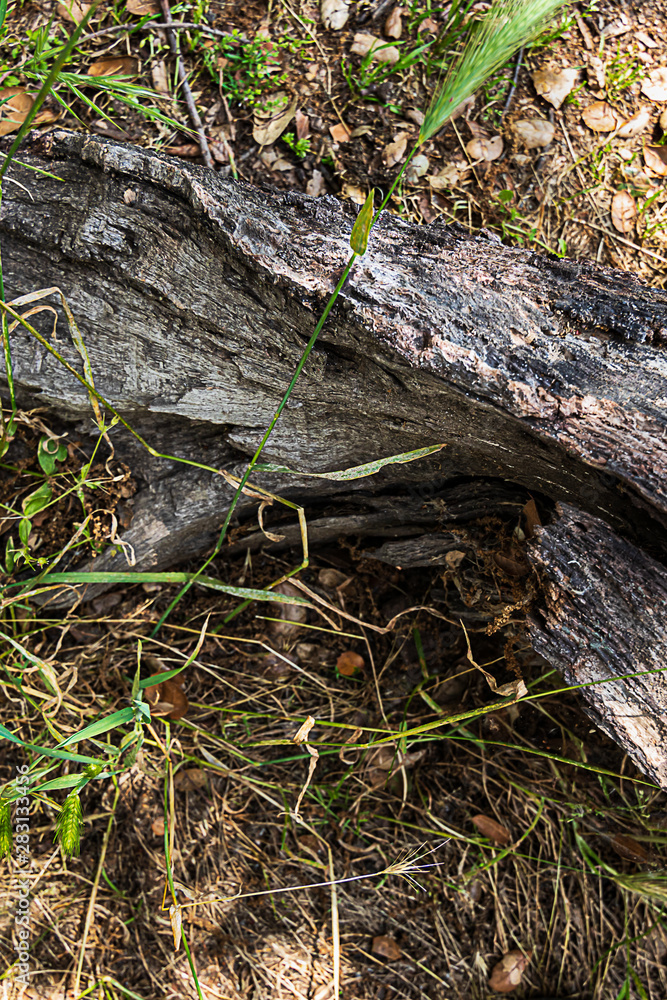 fallen oak branches on grassy ground with fox tail weeds fallen oak branches on grassy ground with fox tail weeds