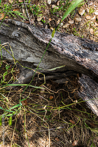 fallen oak branches on grassy ground with fox tail weeds © Taya