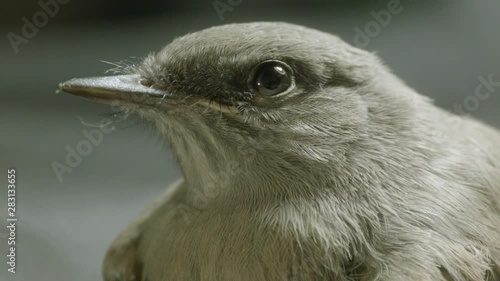 Bird Closeup Portrait on Face
