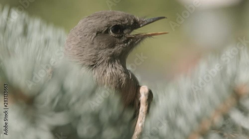 closeup portrait of flycatcher bird in a tree