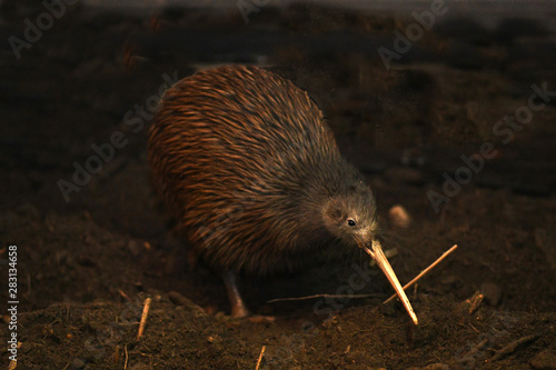 North Island brown kiwi, Apteryx mantelli