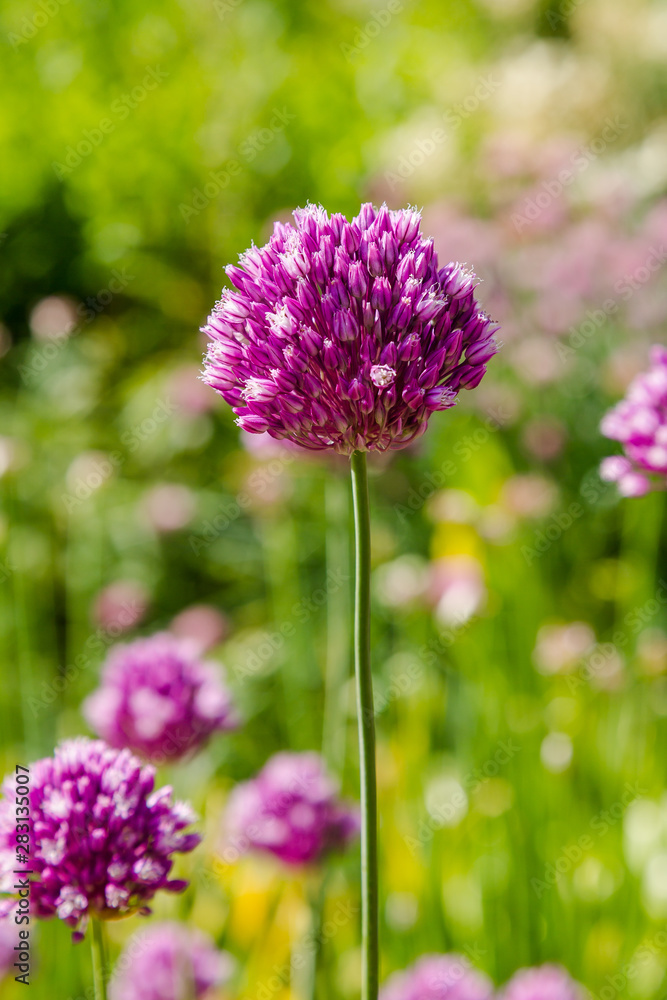 Allium rotundum in garden. Growing bulbous plants in the garden. Honey plants in the garden. Bees on flowers. Allium rotundum in garden. Growing bulbous plants in the garden. Honey plants in the garden. Bees on flowers.