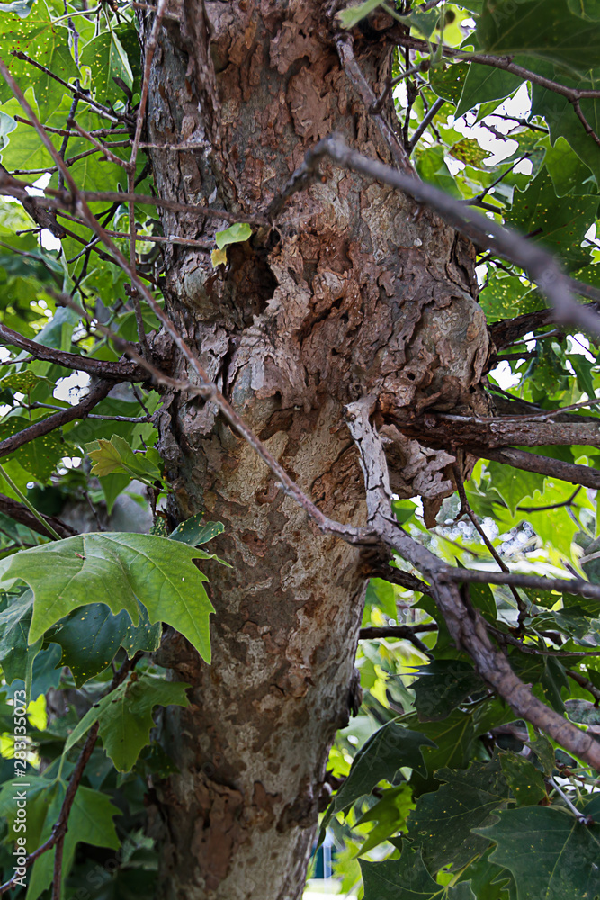 Obraz premium trunk of sycamore tree with branches and leaves and textured bark