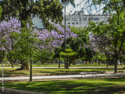 Park with bench - afternoon in city park, bright sunlight and shadows, summer season, beautiful landscape America - Argentina -Buenos aires, Bahia Blanca photo