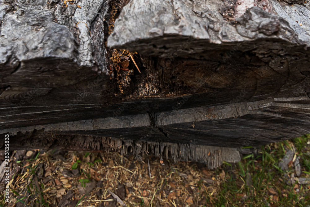 Obraz premium side view of a cut piece of raw dry oak tree