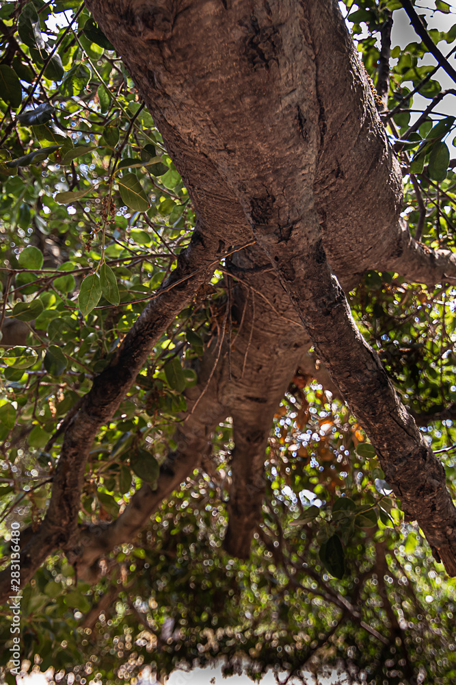 Obraz premium california live oak tree branches, twigs, and leaves