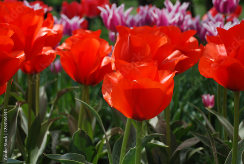 red tulips in the garden