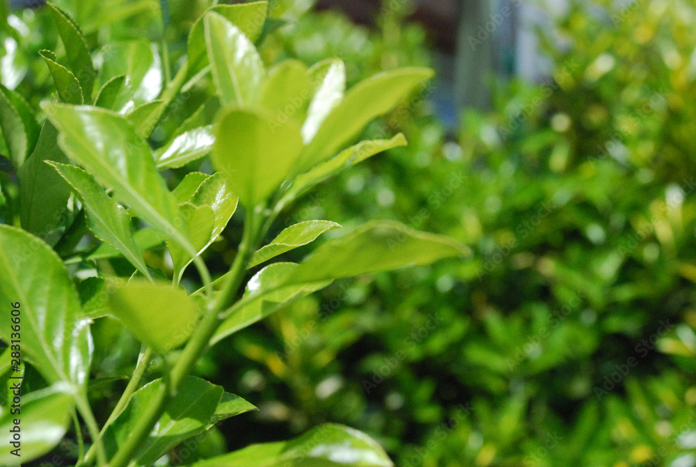 green leaves in the garden