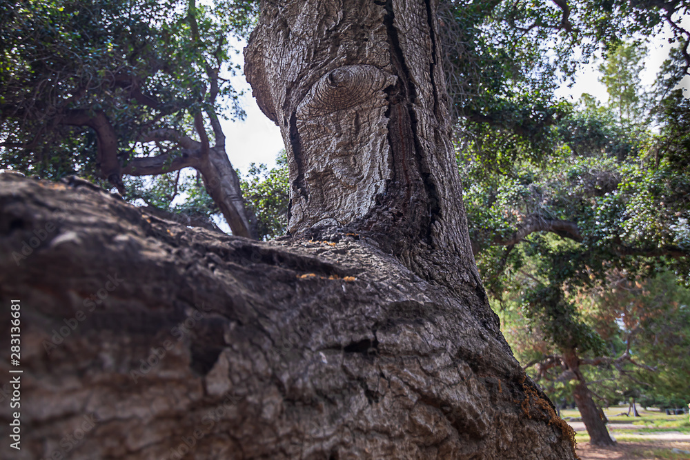 california live oak tree branches, twigs, and leaves