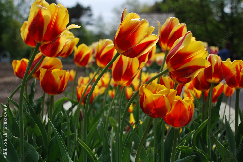 red and yellow tulips in the garden