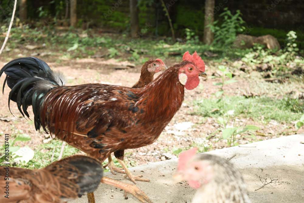 Fototapeta premium Free range chicken, organic chicken growing - rooster focused