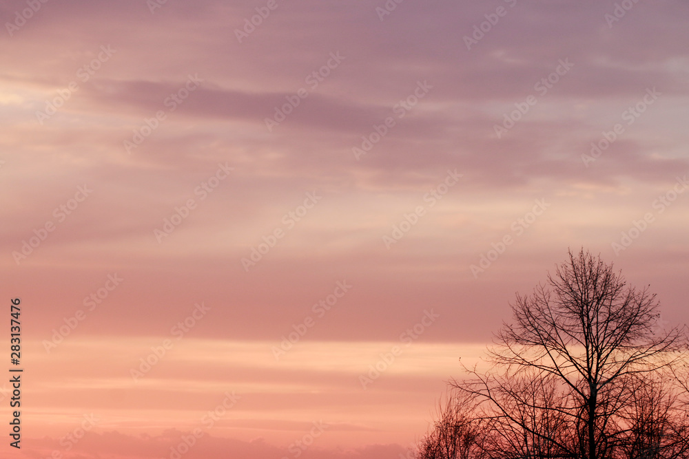 Fototapeta premium Trees and sunset in the background.