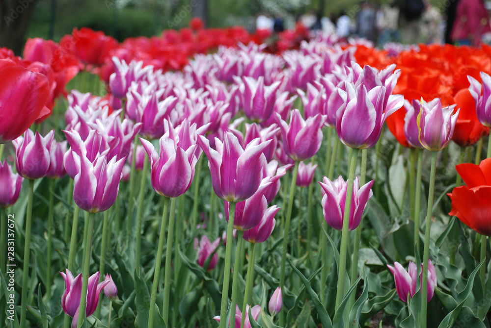 tulips in the garden