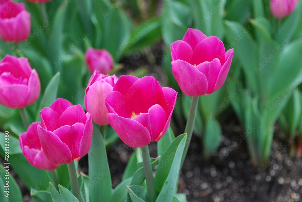 Fototapeta premium pink tulips in the garden