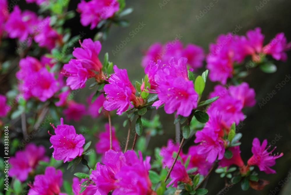 pink flowers in the garden