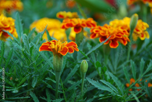 red flowers in the garden