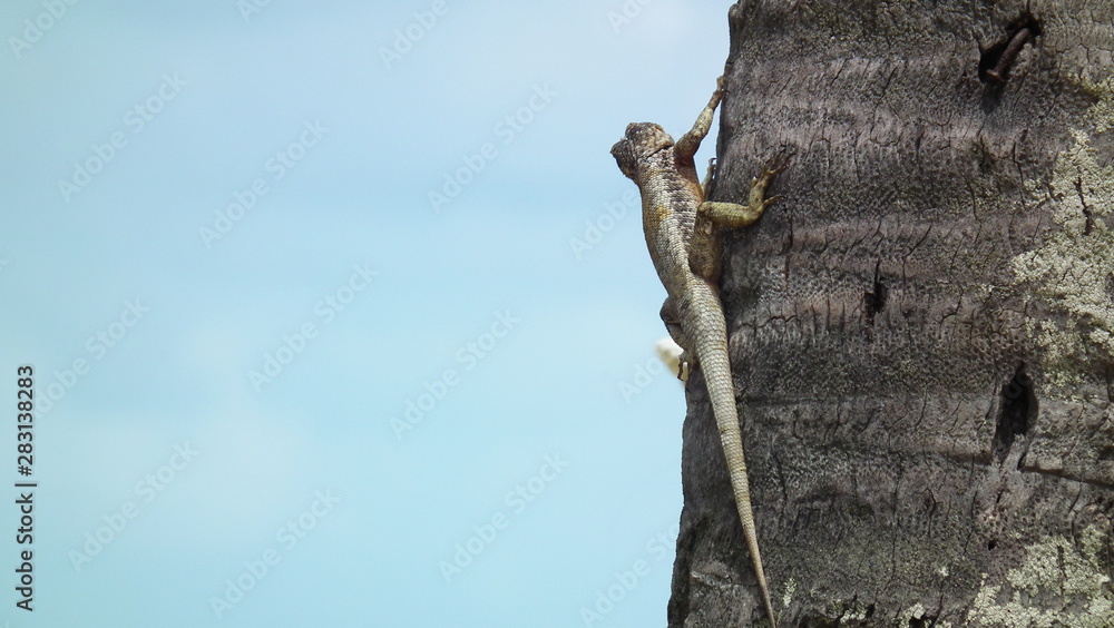 Gekko y azul Gekko y azul