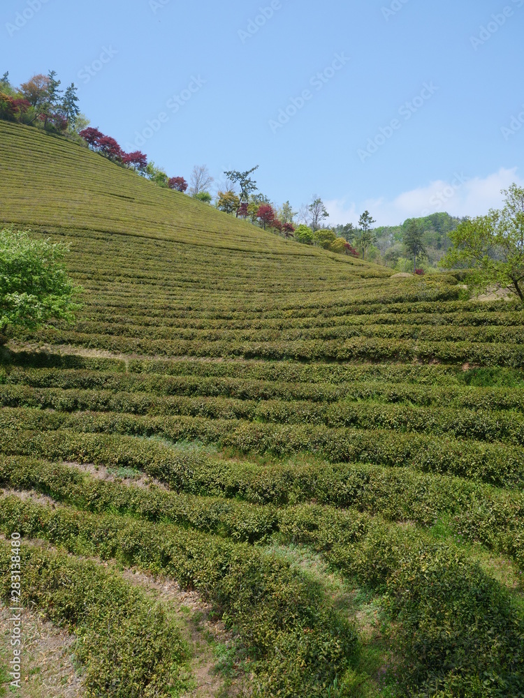 Koreanische Teeplantage Boseong im Frühling
