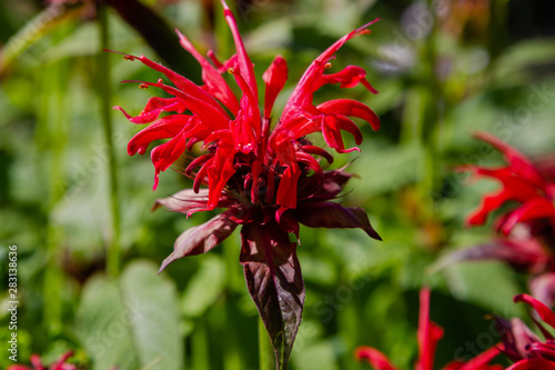 Red flower of monarda  blossom monarda in garden