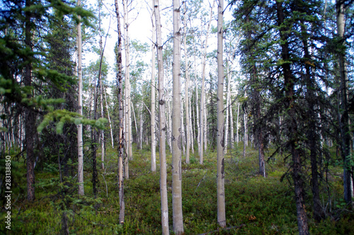 Birch trees in the summer