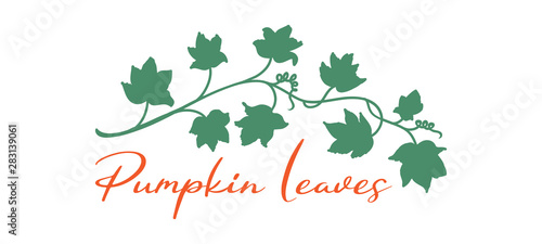Pumpkin vines and leaves in fall halloween or autmn design border or underline element