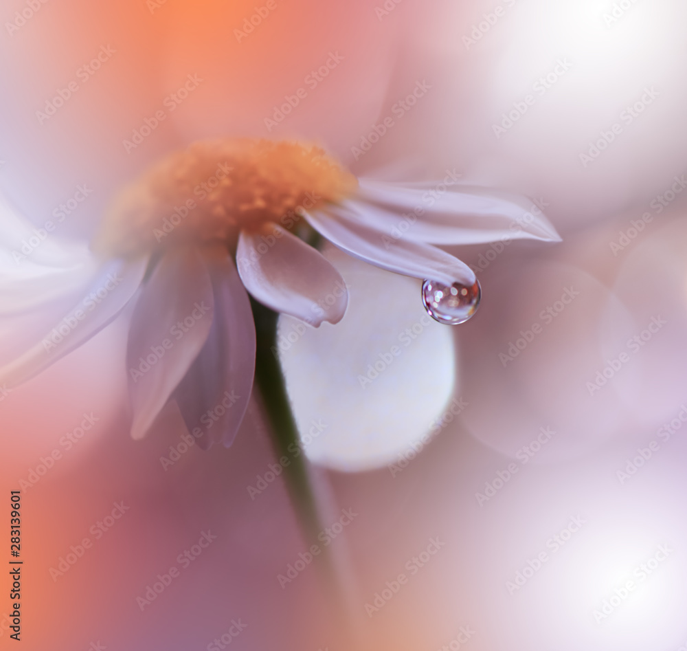 Fototapeta premium Beautiful Orange Nature Background.Abstract Macro Photography.Daisy Flower.Floral Art Design.Artistic Creative Wallpaper.Orange Color.Water Drop.Colorful Natural Photo.Beauty in Nature.