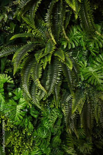 plastic green ferns on the wall
