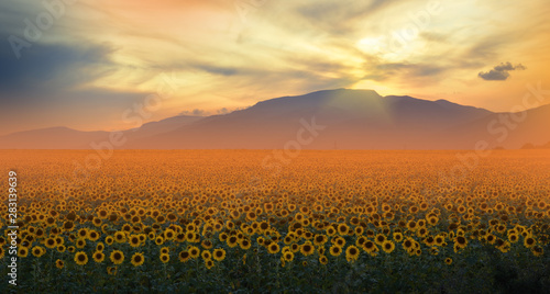 Sunflower field at sunset.Landscape from a sunflower farm.Agricultural landscape.Sunflowers field landscape.Orange Nature Background.Field of blooming sunflowers on a background sunset.Greeting card .