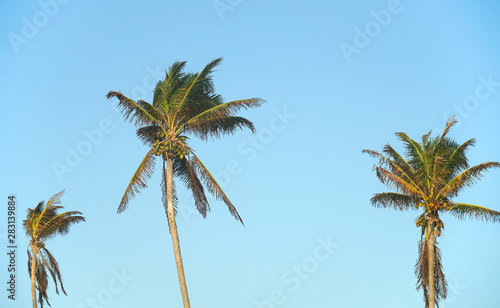 coconut trees and tropical sky