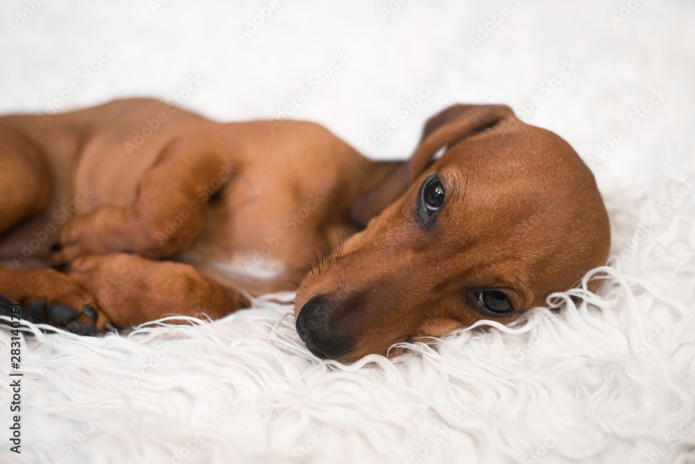 Adorable dachshund puppy in dogs bed.