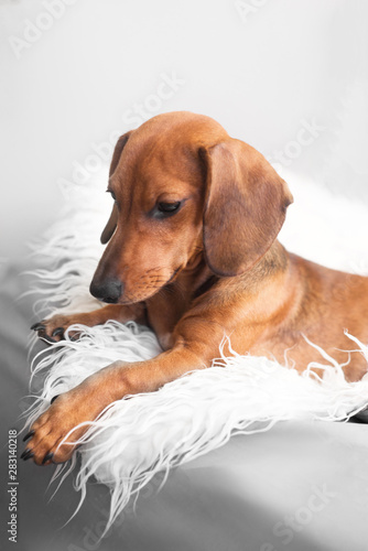 Dachshund dog portrait. © reddish