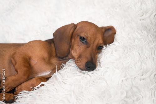 Adorable dachshund puppy in dogs bed.