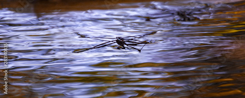 Four-legged insects on the water surface in nature