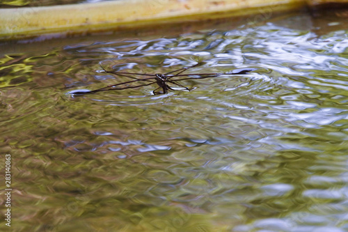 Four-legged insects on the water surface in nature