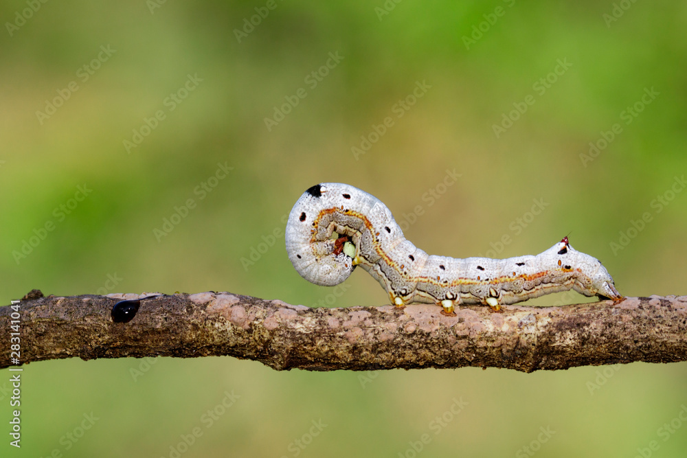 Image of brown caterpillar butterfly on the branches on a natural background. Insect. Animal. Image of brown caterpillar butterfly on the branches on a natural background. Insect. Animal.