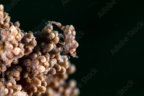 Humpback softcoral shrimp, Alcyonohippolyte dossena in soft coral, Nephthea sp. photo