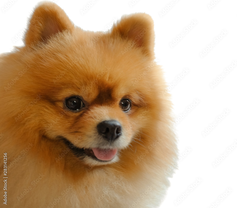 Obraz premium The brown dog smiles, so cute and friendly isolated on white background.