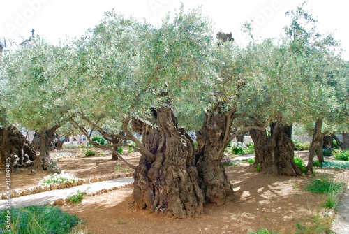 Garden of gethsemane 2