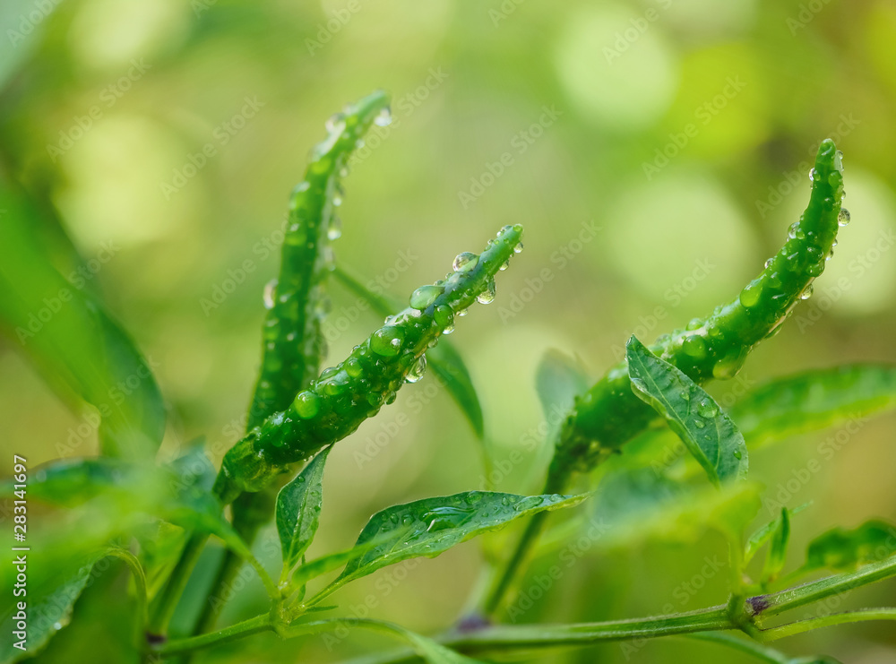Green chili with water drop on tree in garden on soft light ray and blurry background. - obrazy, fototapety, plakaty 