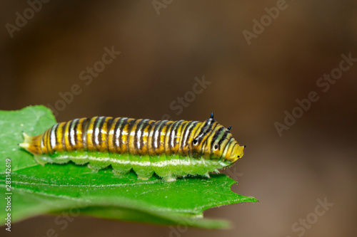 Image of Spot Swordtail Caterpillar brown morph(Graphium nomius) on green leaves on a natural background. Insect. Animal.