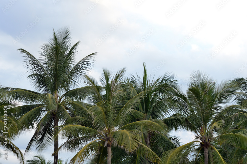 Palm trees on a background of cloudy sky. Tropical background