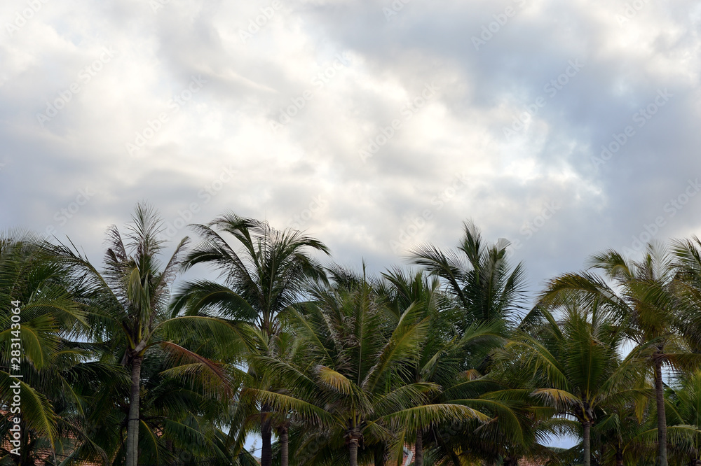 Palm trees on a background of cloudy sky. Tropical background