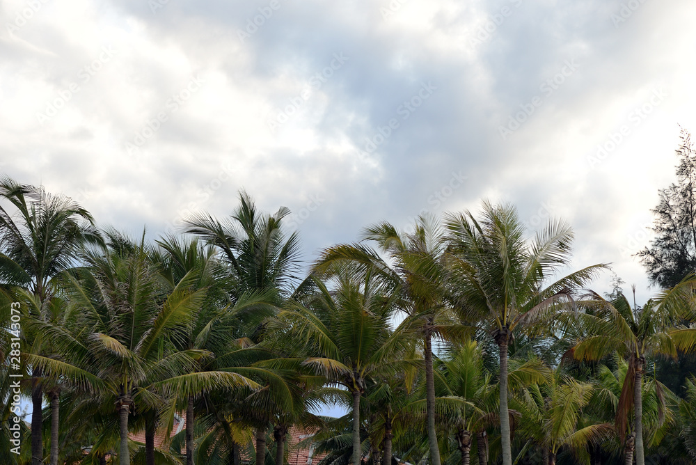 Palm trees on a background of cloudy sky. Tropical background