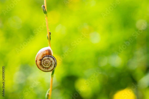 Snail on a branch of a plant, on a background of grass, bokeh on a background