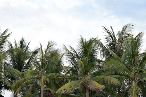 Palm trees on a background of cloudy sky. Tropical background