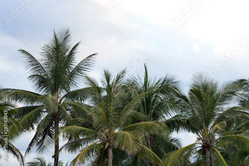 Wallpaper Mural Palm trees on a background of cloudy sky. Tropical background Torontodigital.ca