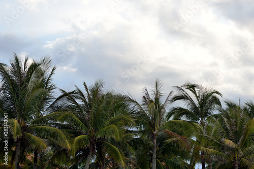 Palm trees on a background of cloudy sky. Tropical background © Talulla