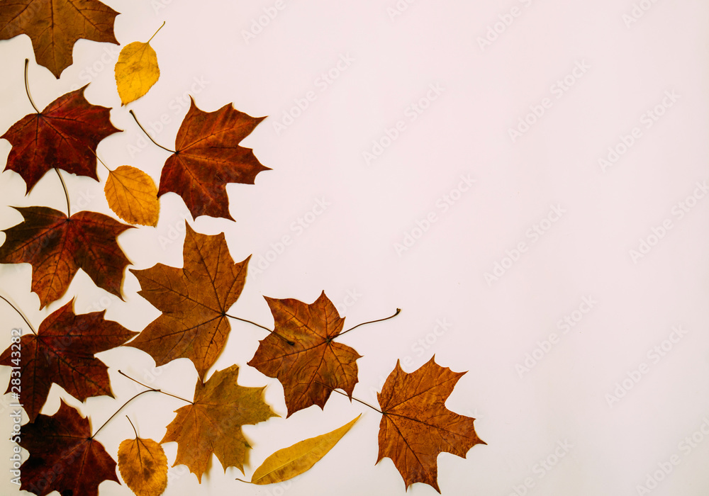 Fototapeta premium Autumn falling leaves and copyspace for text on pastel background.