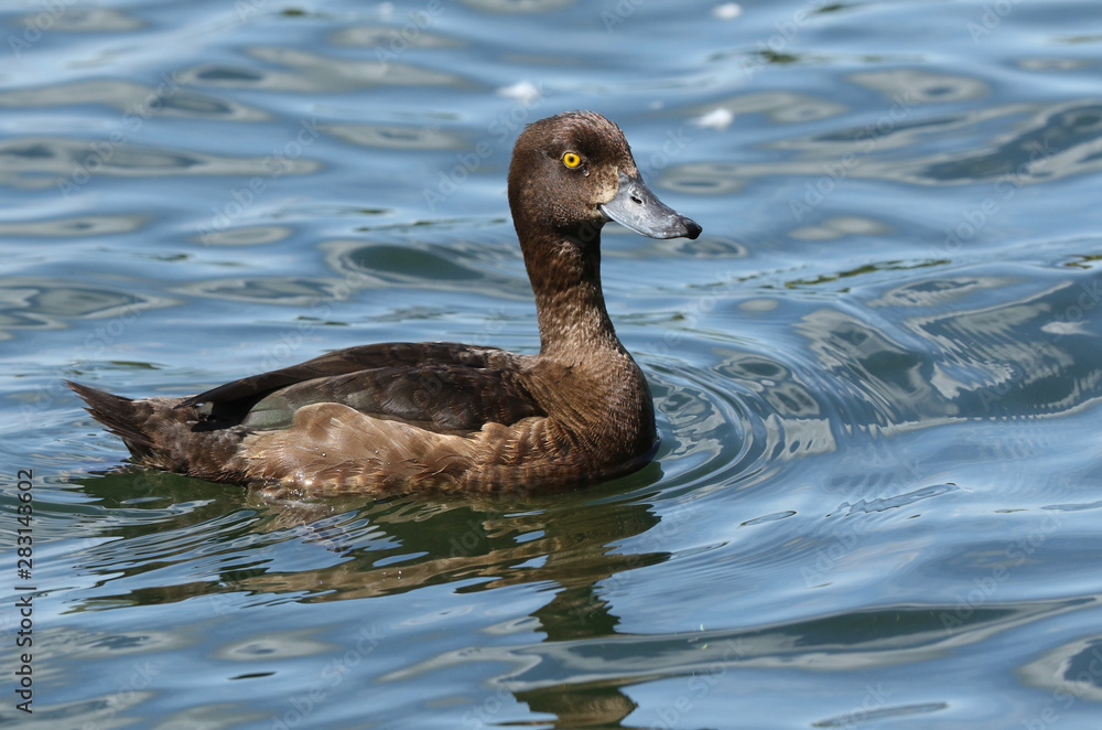A pretty female Tufted Duck, Aythya fuligula, swimming on a lake in the UK. A pretty female Tufted Duck, Aythya fuligula, swimming on a lake in the UK.