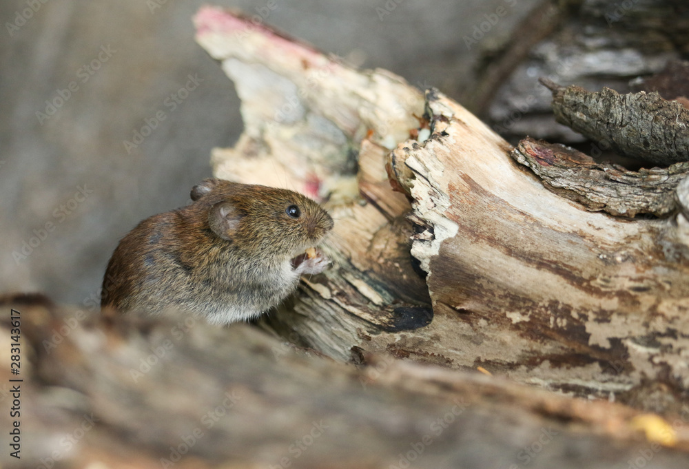 A cute wild Bank Vole, Myodes glareolus eating a nut sitting on a log in woodland in the UK. A cute wild Bank Vole, Myodes glareolus eating a nut sitting on a log in woodland in the UK.